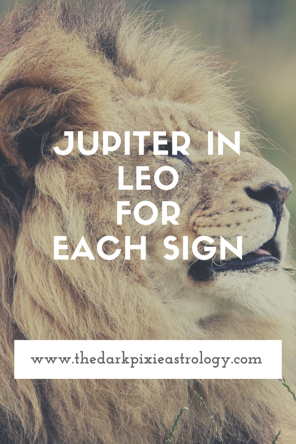 Jupiter in Leo for Each Sign - The Dark Pixie Astrology